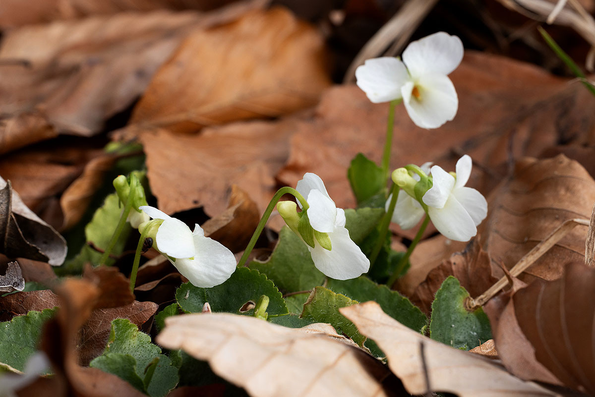 Viola alba_5UG0026-1.jpg