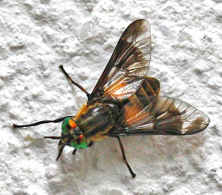 chrysops5.jpg