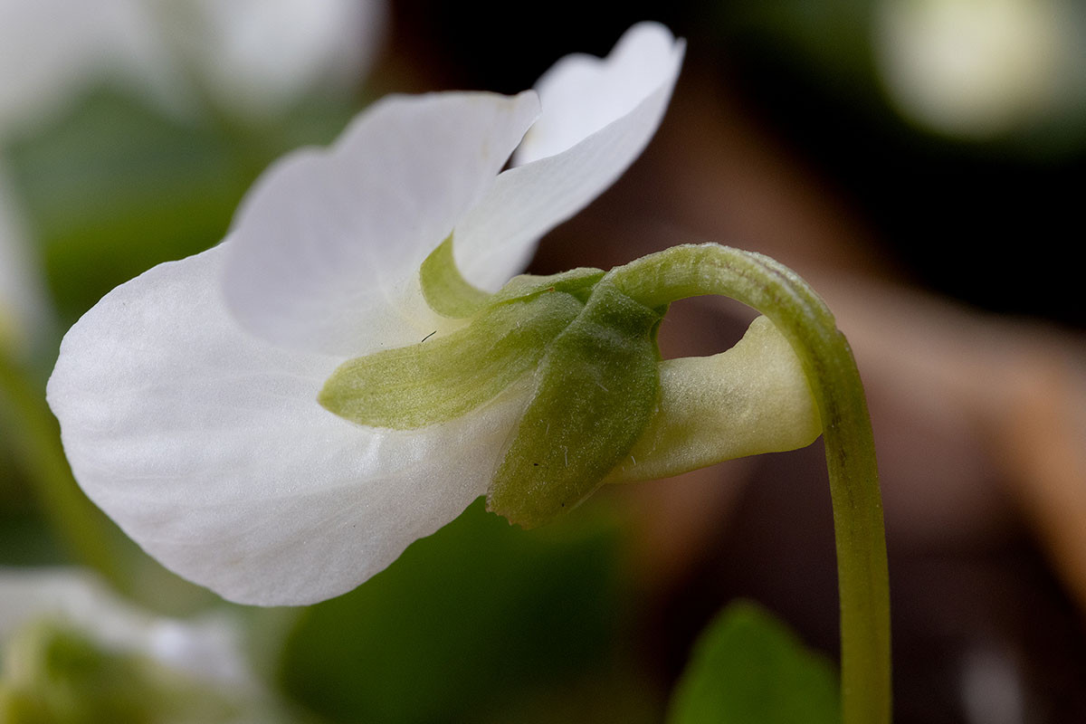 Viola alba_5UG0030-1.jpg