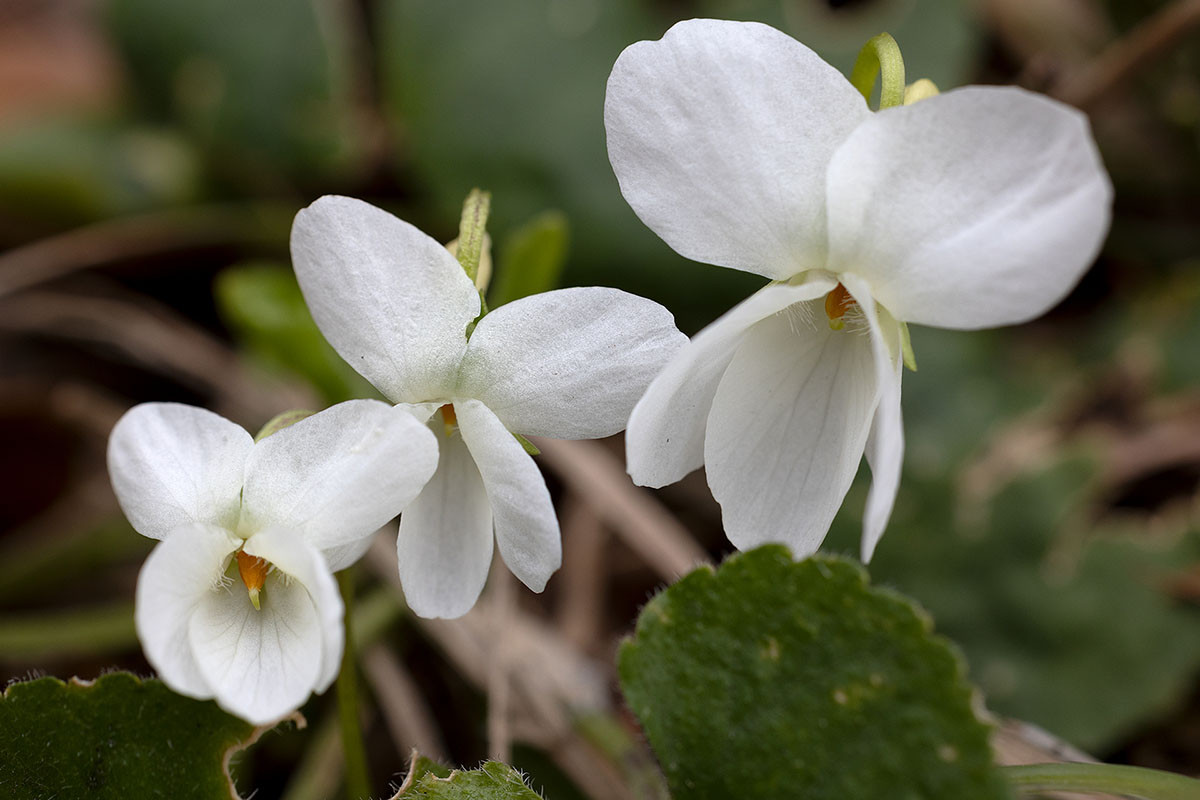 Viola alba_5UG1597-1.jpg