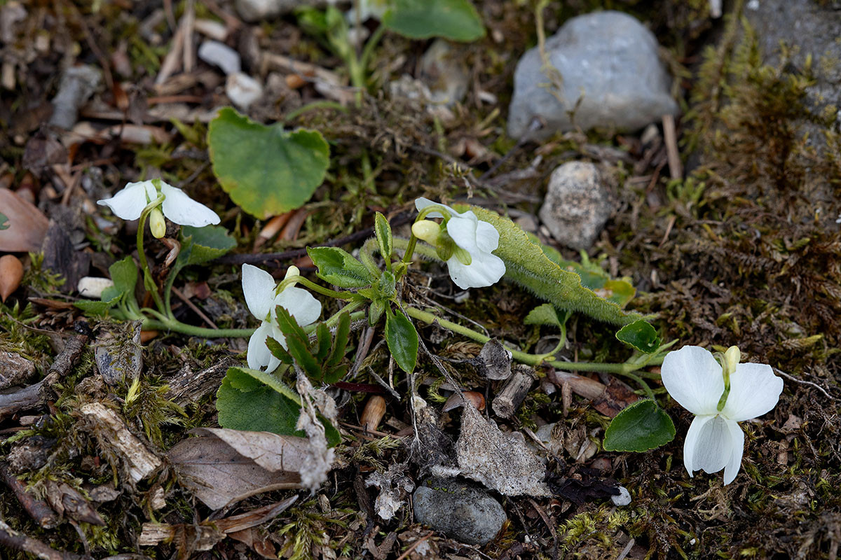 Viola alba_5UG1626-1.jpg