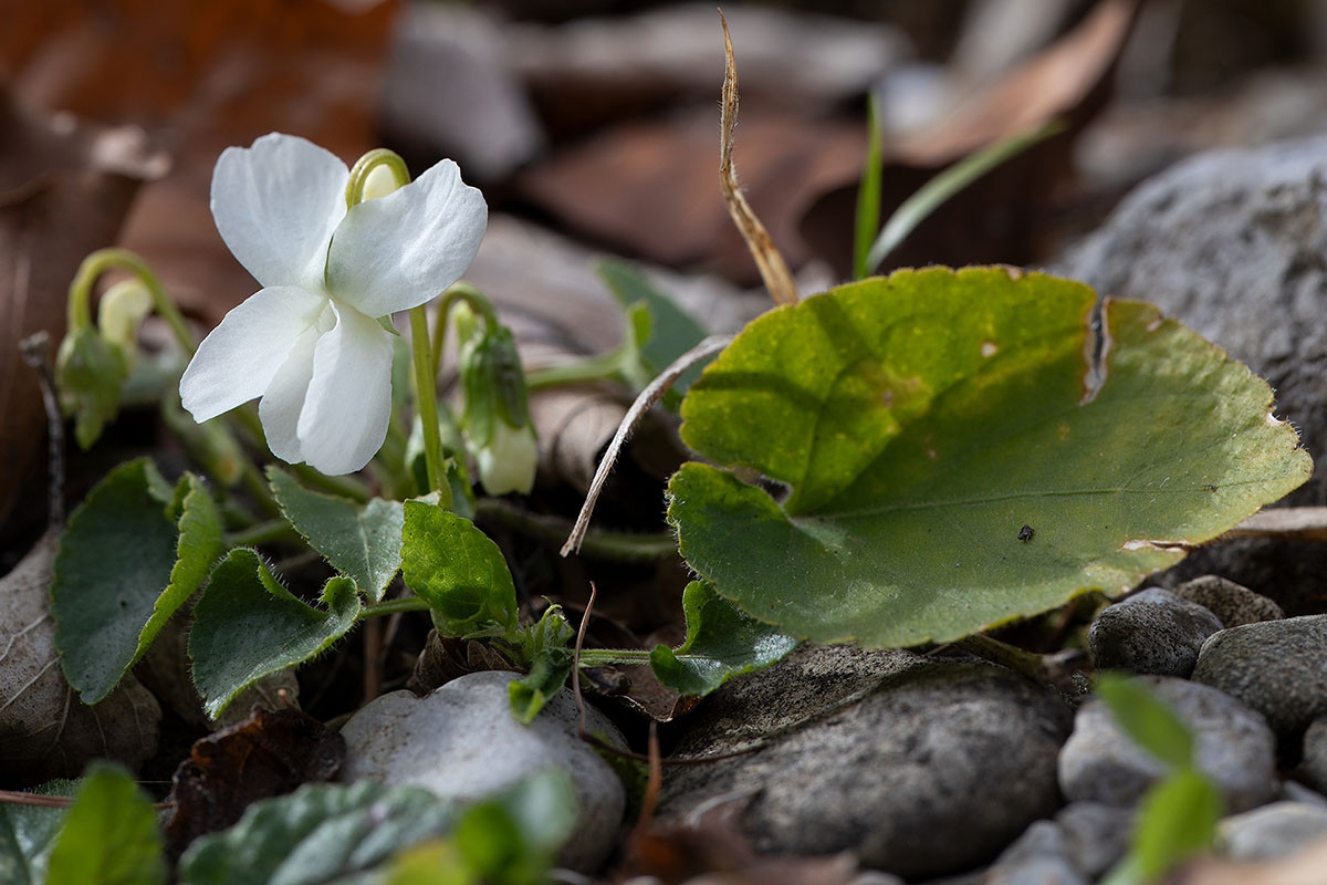 Viola alba_5UG1631-1.jpg