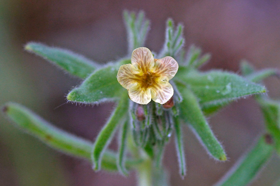 Alkanna sandwithii (Blüte, frontal).jpg