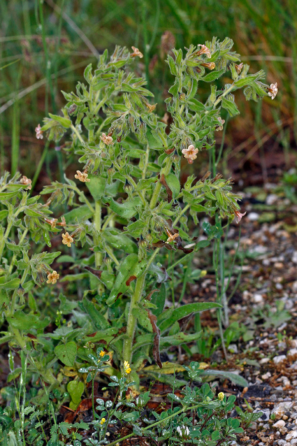 Alkanna sandwithii (Blüte, seitlich) (Habitus).jpg