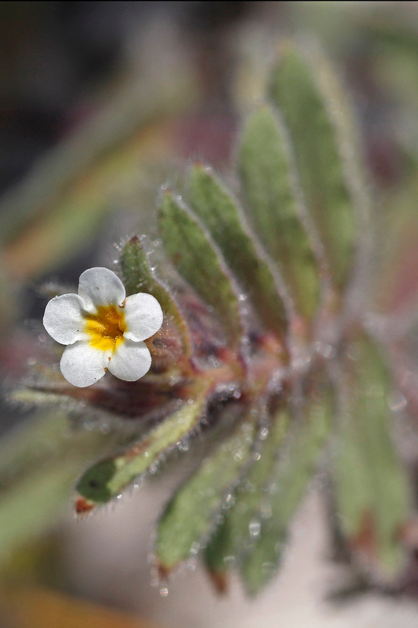 Alkanna corcyrensis (Blüte).jpg