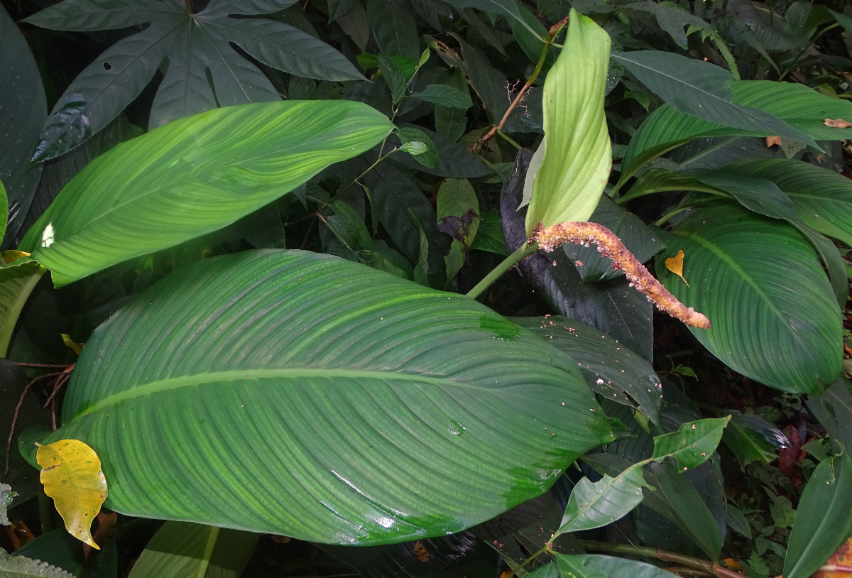 cf Dieffenbachia longispatha Anubias_Anadendrum - Kopie.JPG