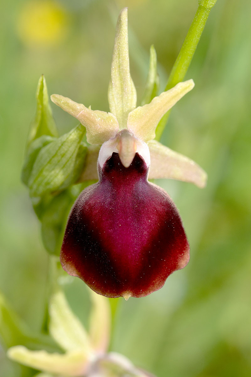 02_Ophrys helenae_4799.jpg