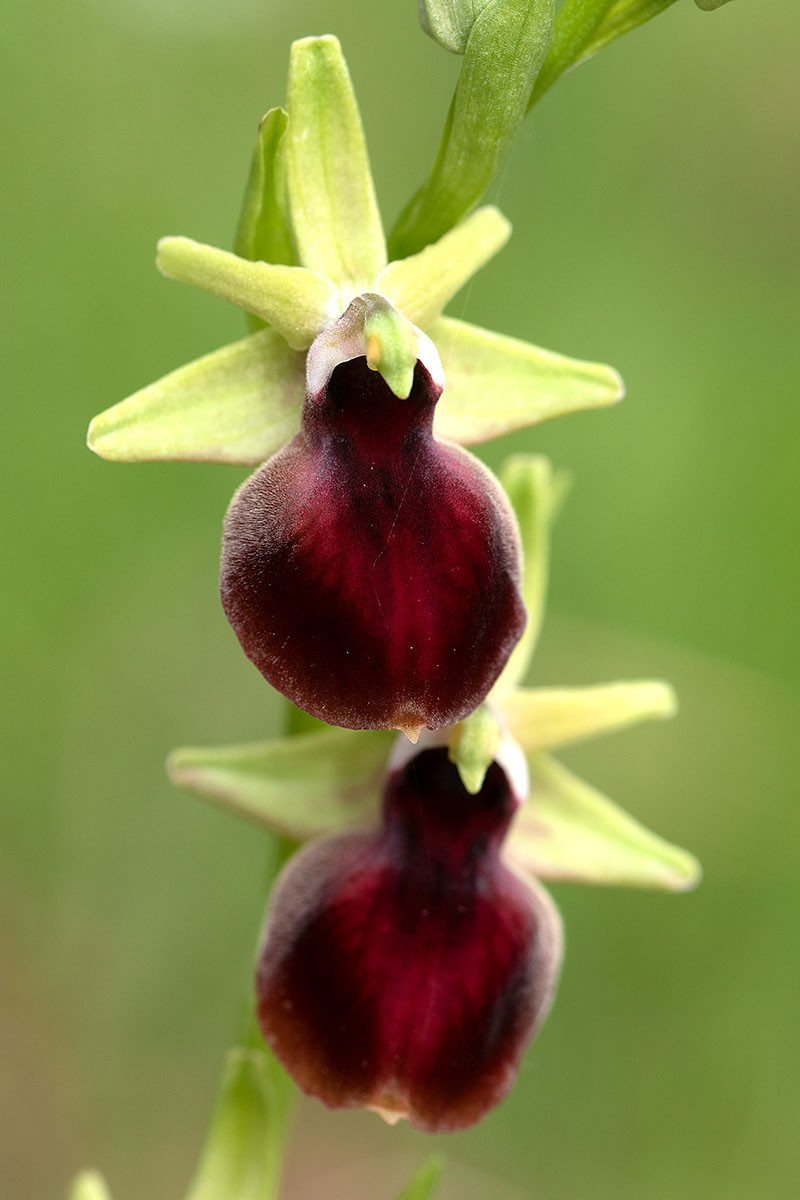 04_Ophrys helenae_4809.jpg