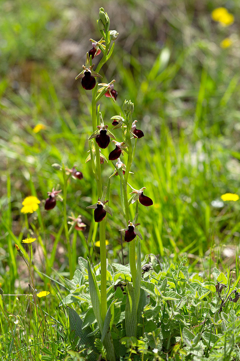 06_Ophrys helenae_0028.jpg