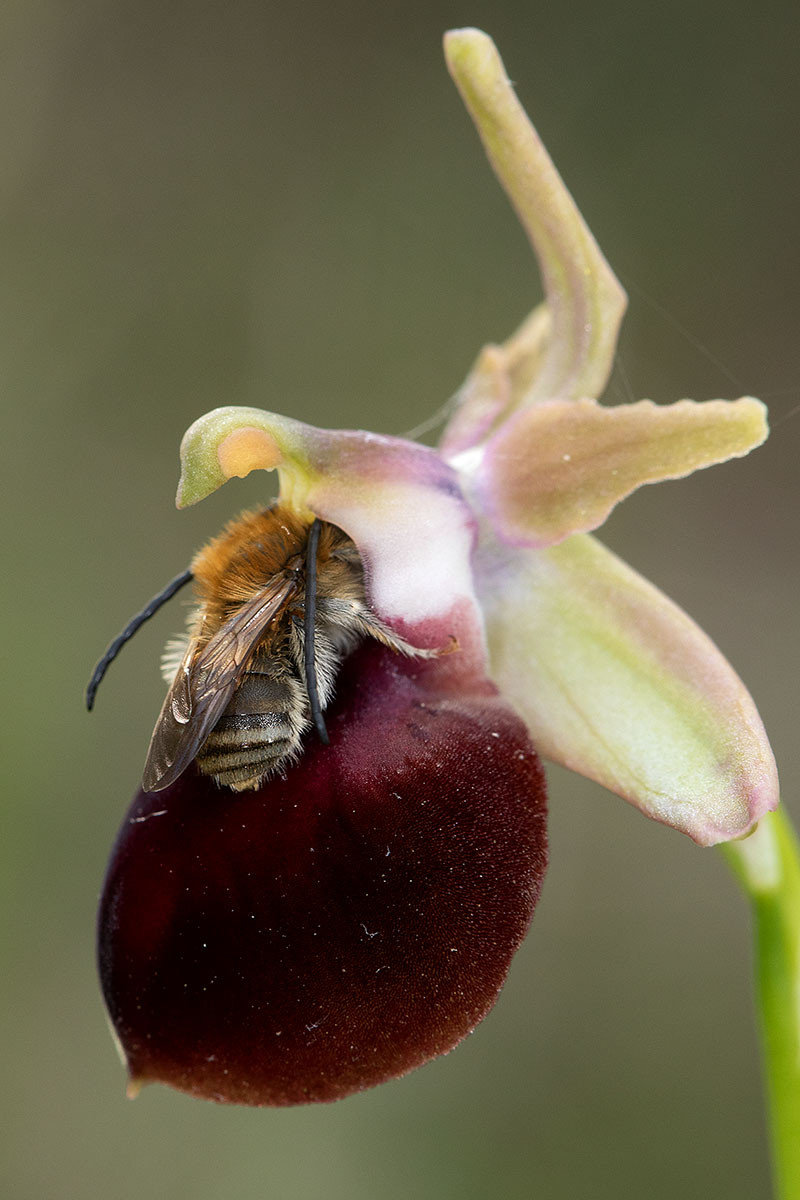 46_Ophrys helenae_Bestaeuber_5108.jpg