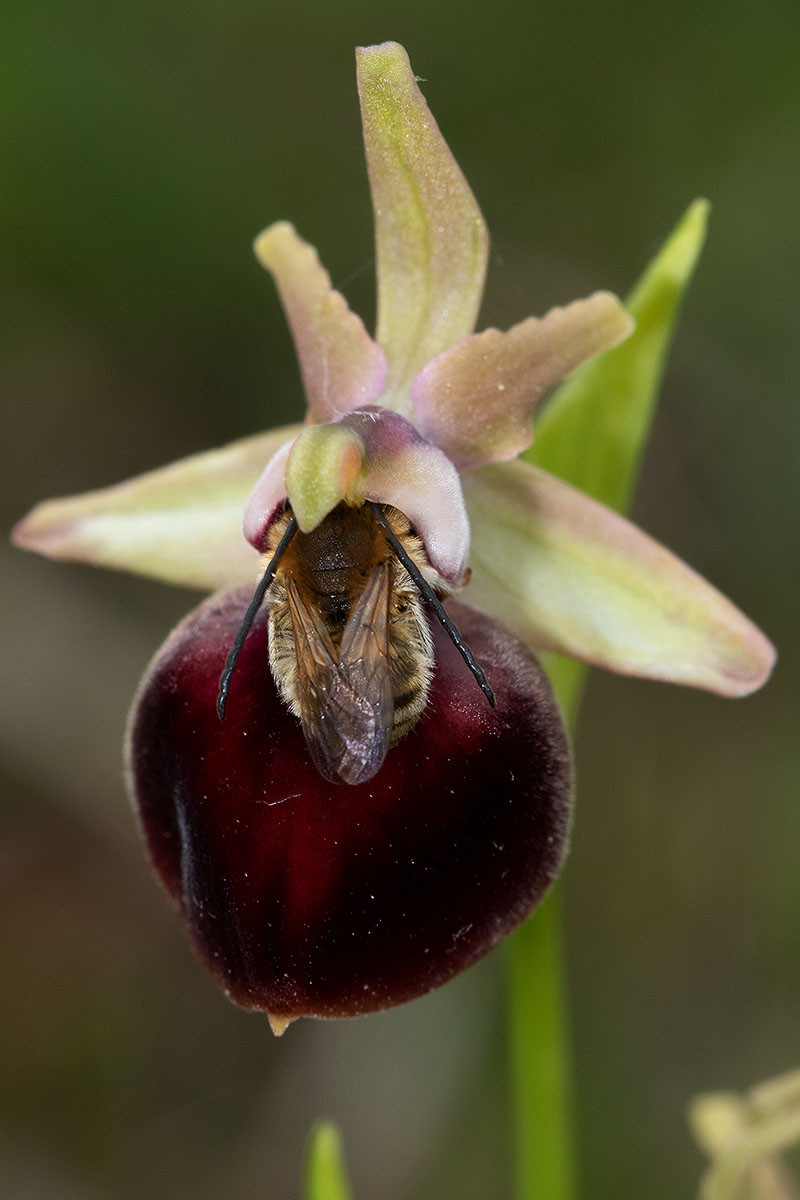 47_Ophrys helenae_Bestaeuber_5122.jpg