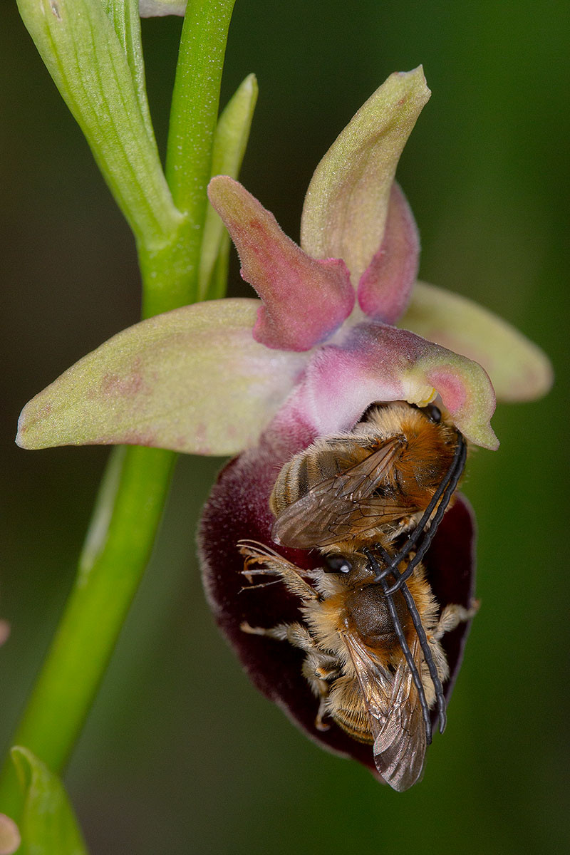 56_Ophrys helenae_Bestaeuber_3537.jpg