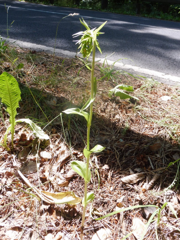 Epipactis helleborine ssp. orbicularis 1.JPG