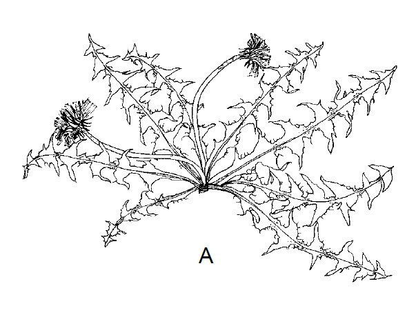 Taraxacum atrox aus Uhlemann 2015.jpg