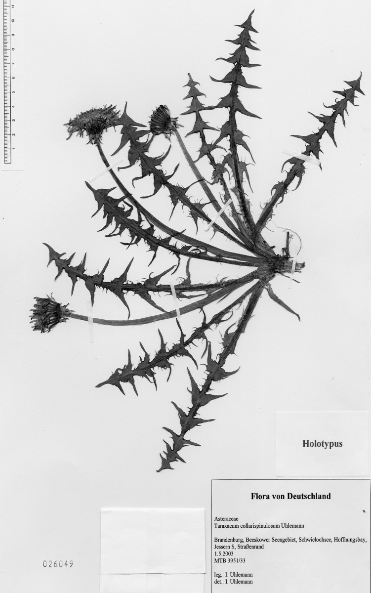 Taraxacum collarispinulosum Typus aus Uhlemann 2004.jpg