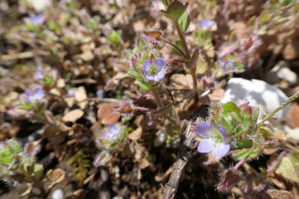 Plantaginaceae Veronica hederifolia Vauffelin PdD 2024-03-14  (3).JPG