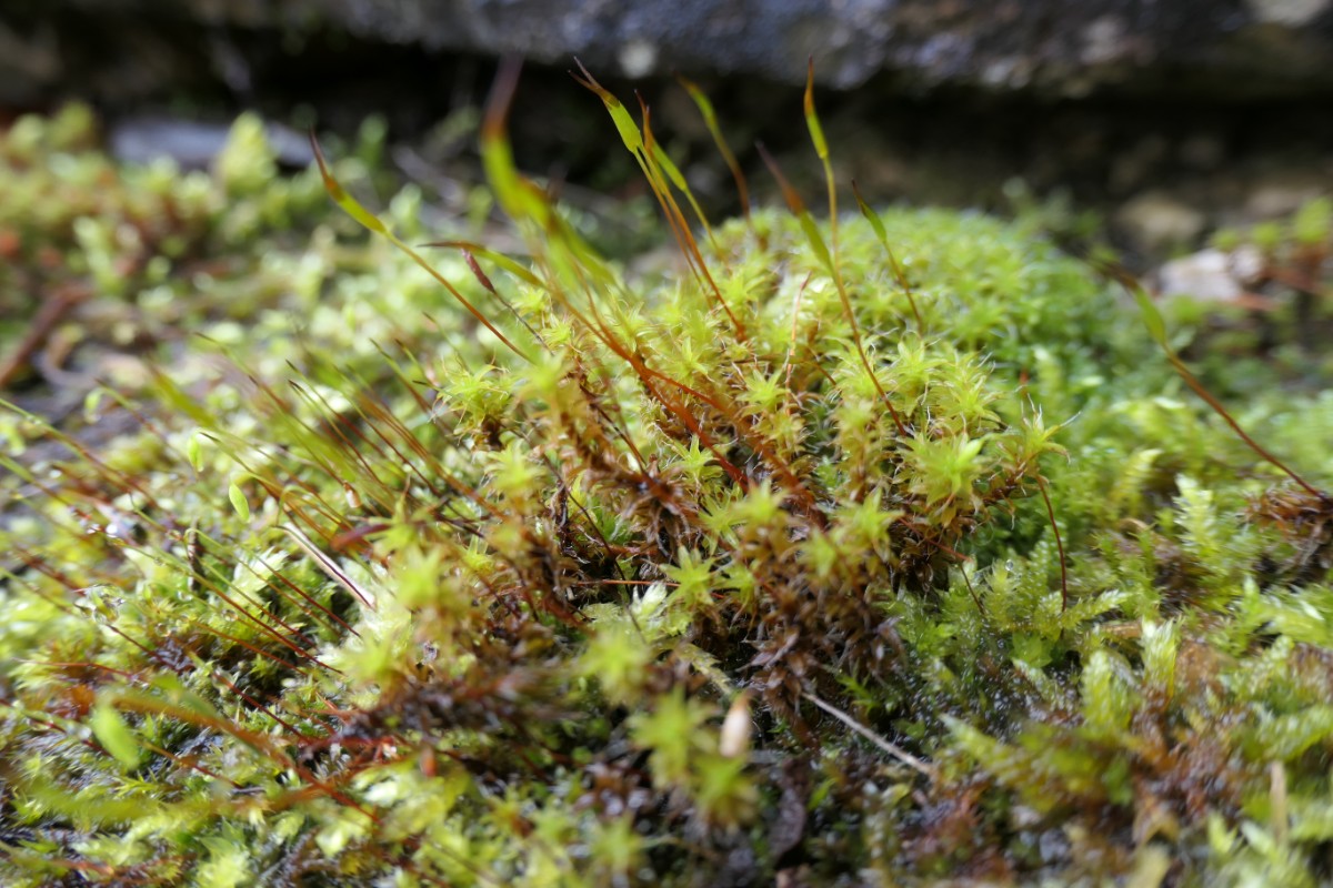 Syntrichia ruralis ?