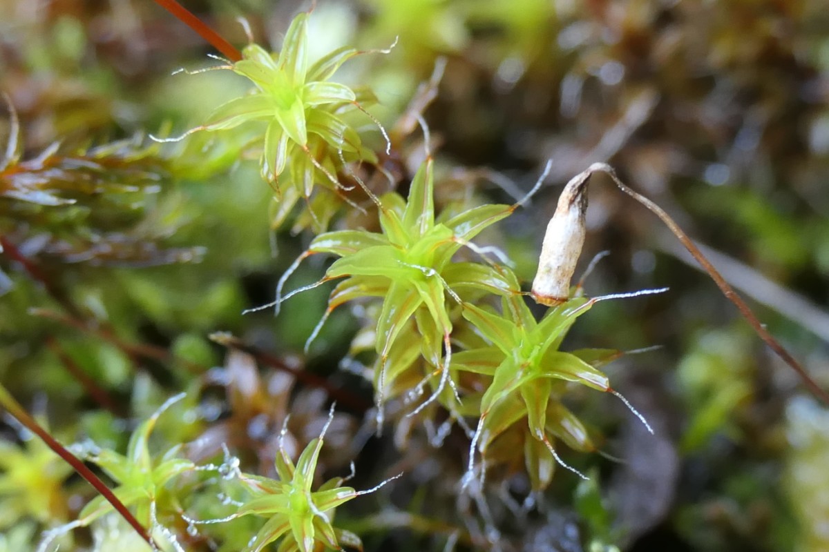 auch Syntrichia ruralis?