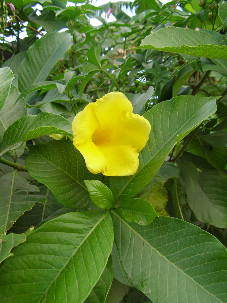 Allamanda cathartica.JPG