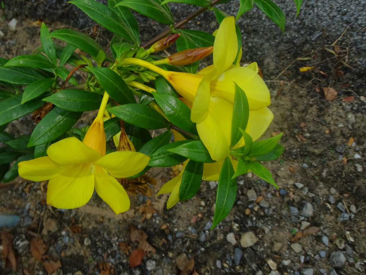 Allamanda.JPG