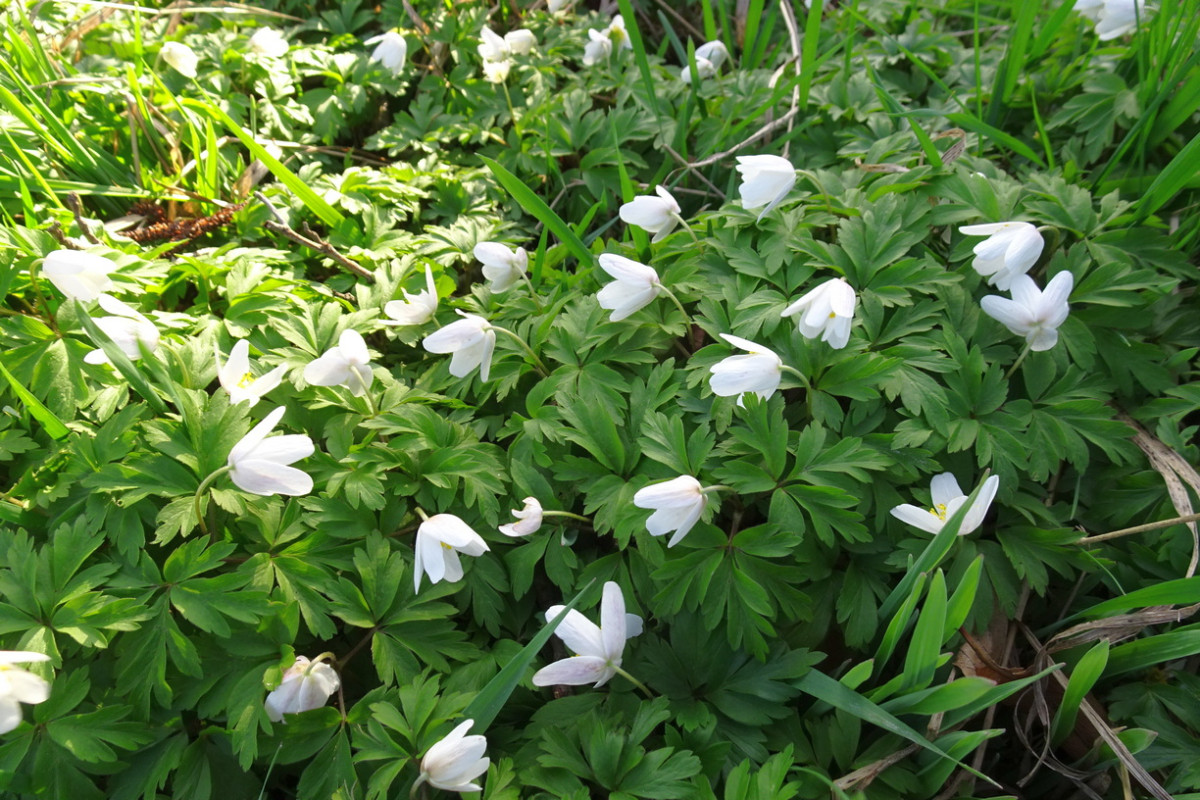 Anemone nemorosa ssp. nemorosa Buschwindröschen.JPG