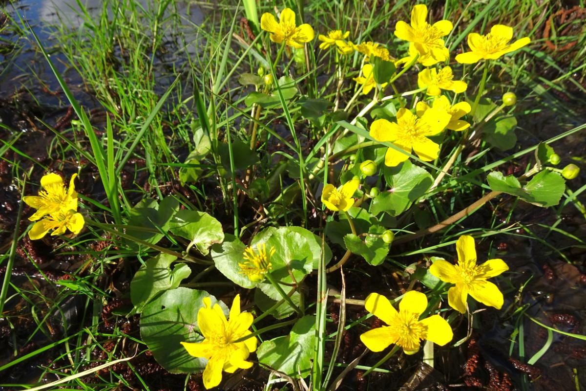 Caltha palustris Sumpf-Dotterblume.JPG