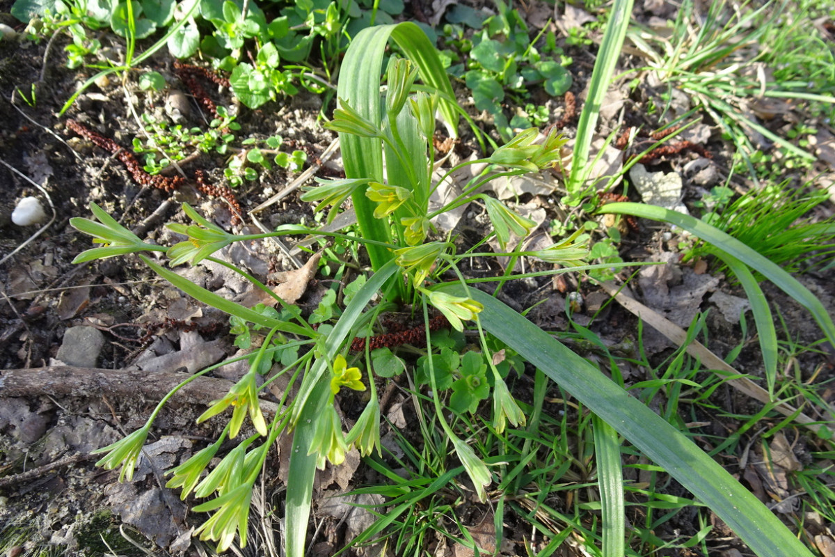 Gagea lutea Wald-Gelbstern.JPG