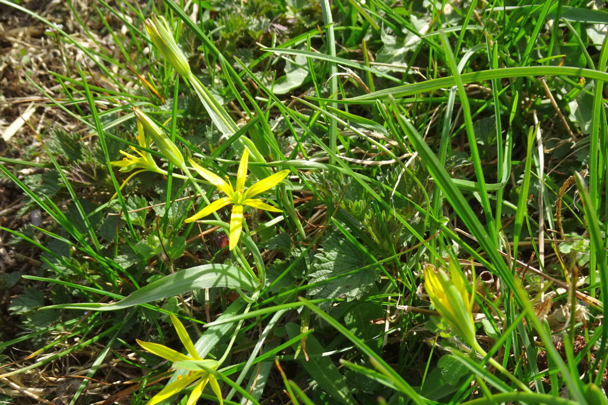 Gagea pratensis Wiesen-Gelbstern.JPG