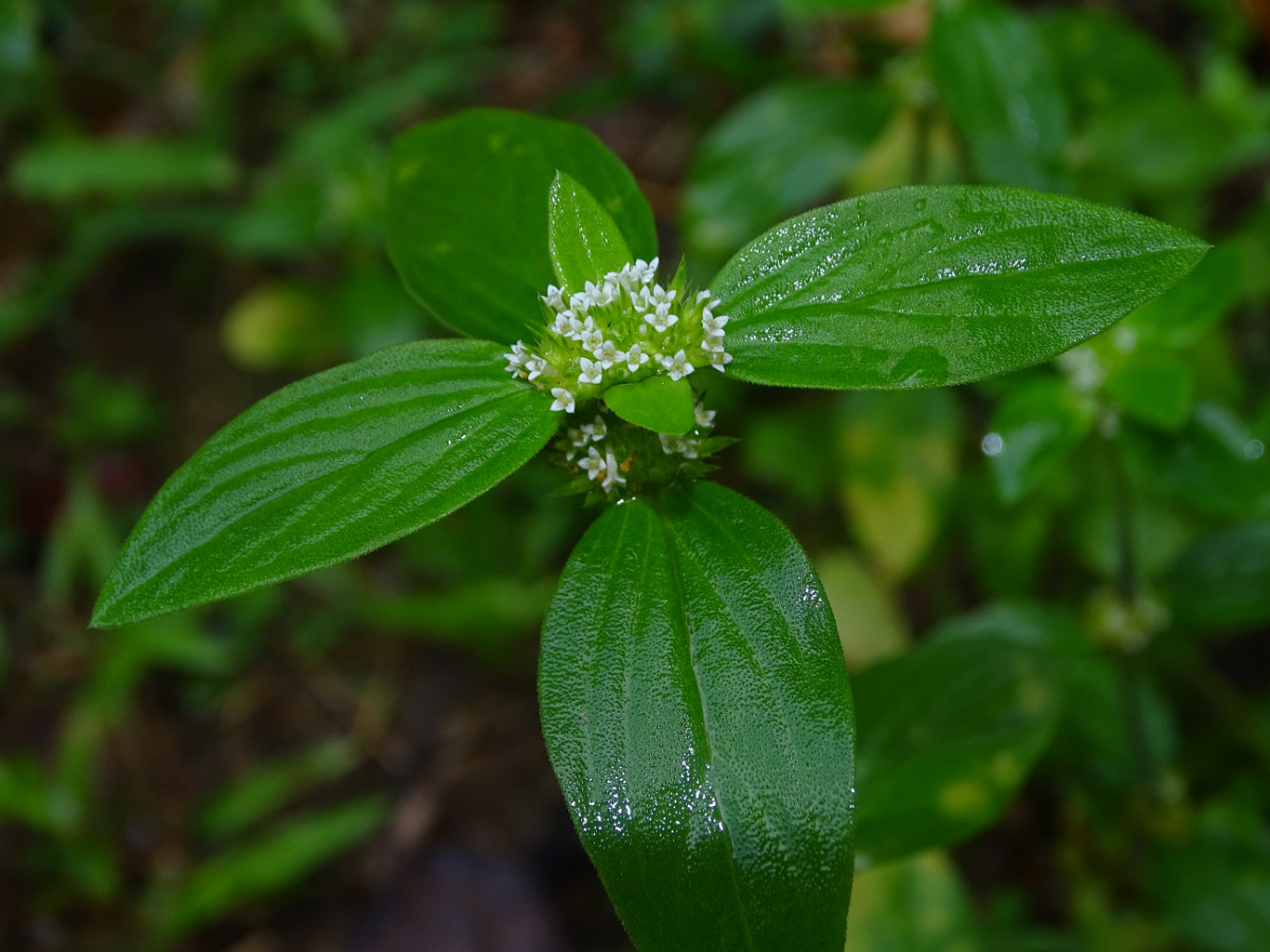 Mitracarpus hirtus.JPG