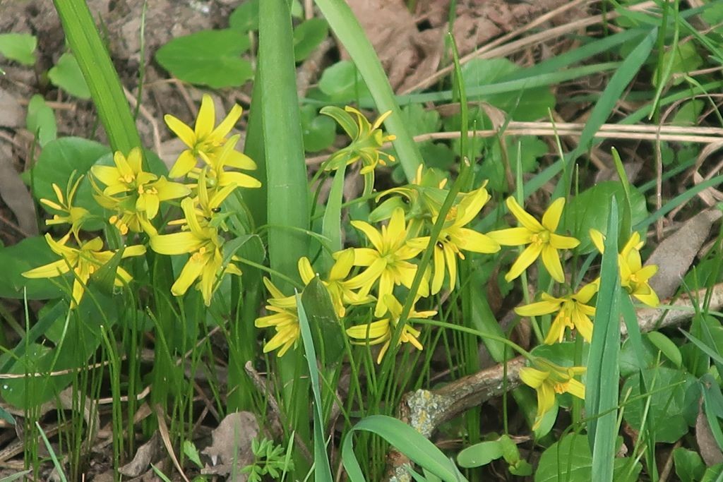 Der Wald-Gelbstern blüht in diesem Jahr so üppig, wie ich es noch nie erlebt habe - vermutlich dem nassen, milden Frühjahr sei Dank.