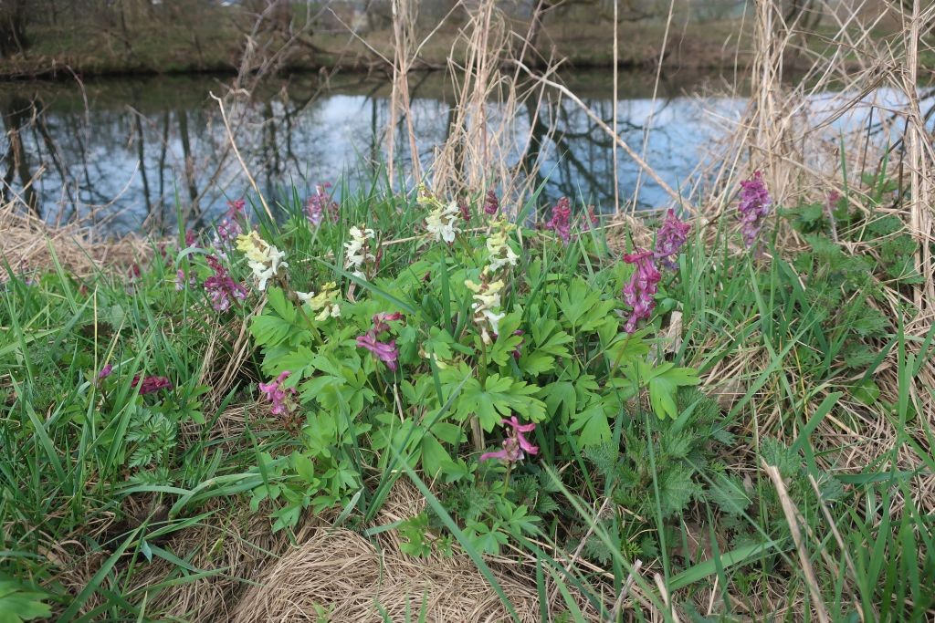 Hohler Lerchensporn - wie hier im Bild halten sich die lilanen und weißen Exemplare die Waage