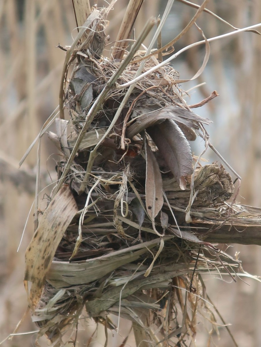 Nest im Schilf aus dem Vorjahr