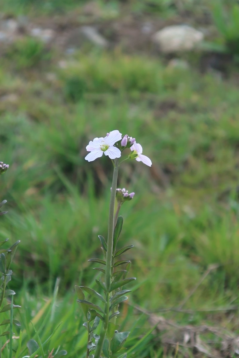 Die ersten Blüten des Wiesen-Schaumkrauts