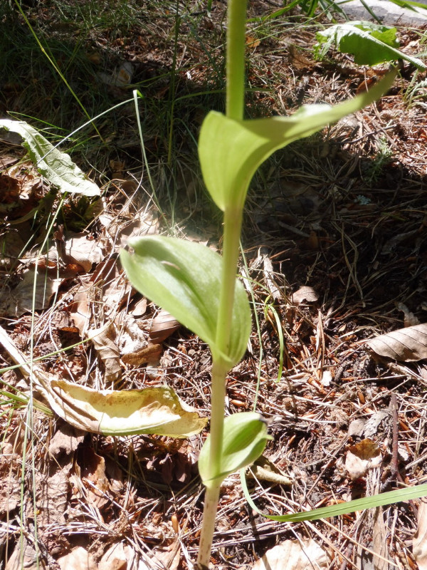 Epipactis helleborine ssp. orbicularis 2.JPG