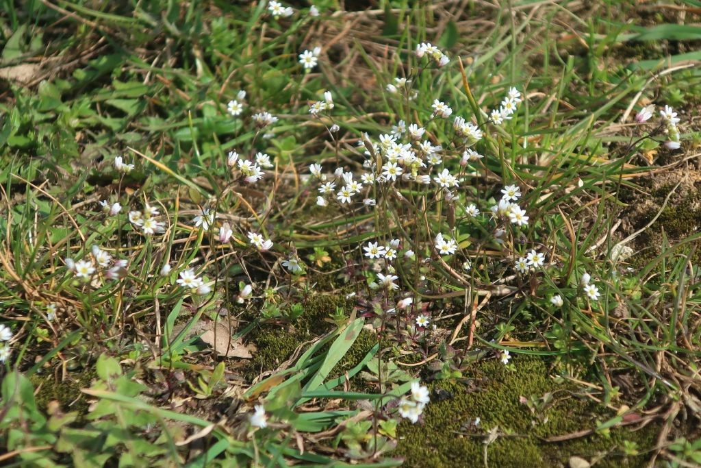 Aber es gilt auch: Wo eine Lücke ist, ist ein Frühlings-Hungerblümchen