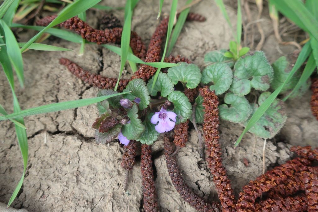 Sieh an: die ersten Gundermann-Blüten