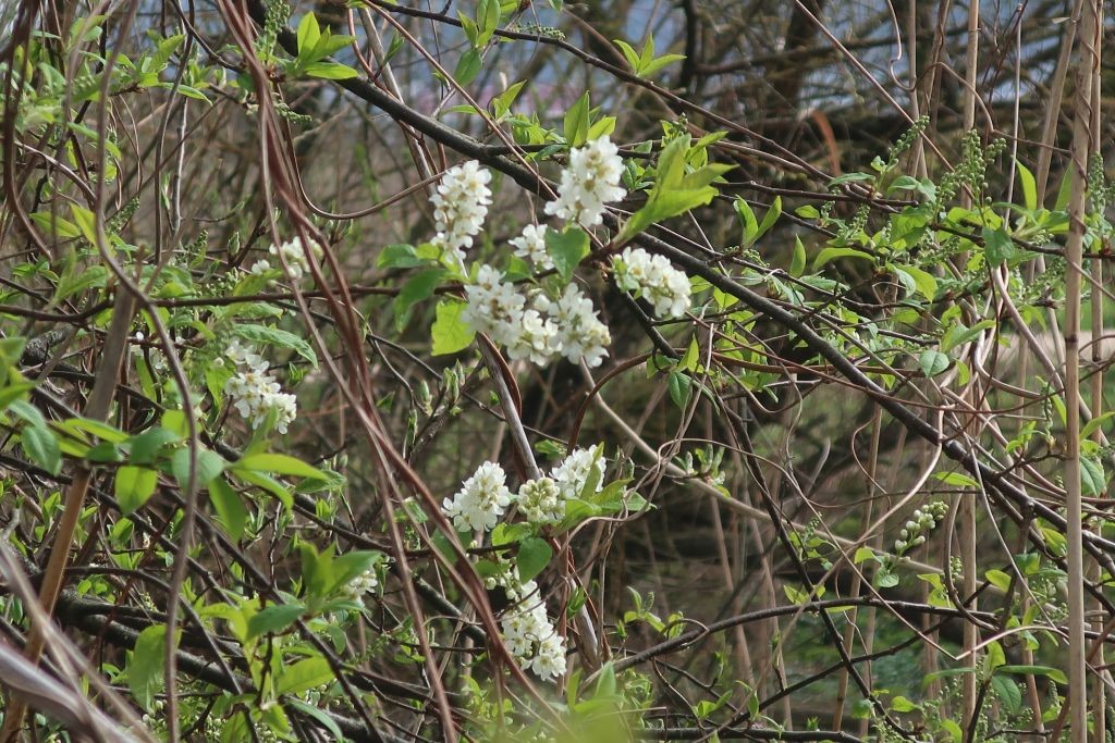 Erste Blüten der Traubenkirsche