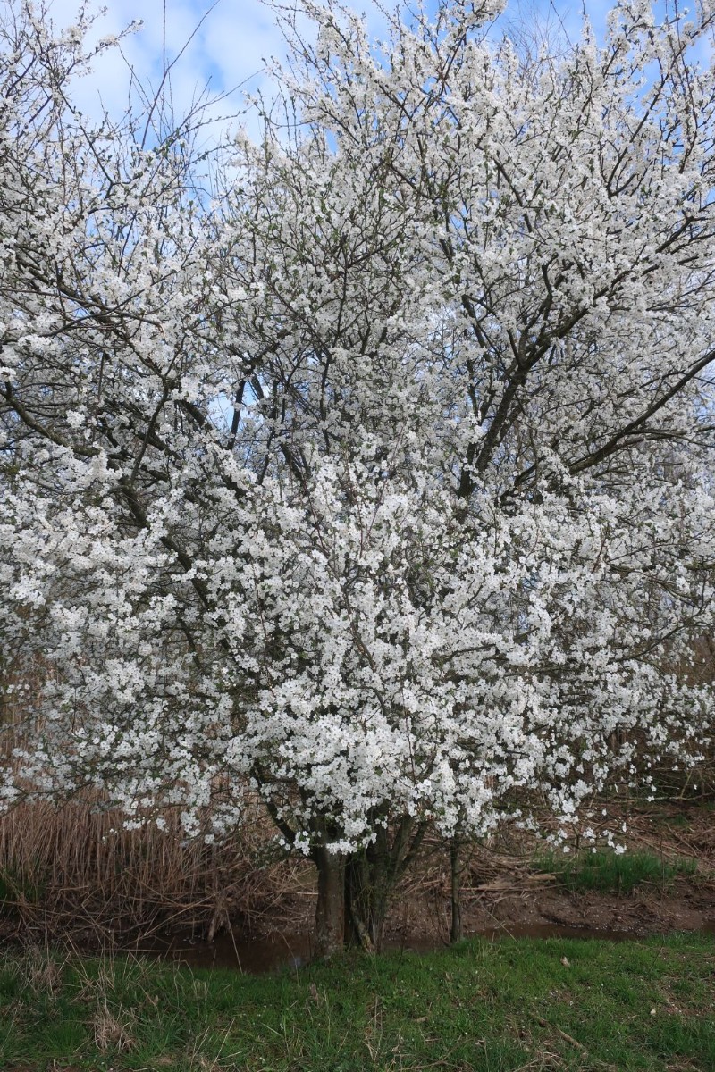 Neben der Schlehe sorgt auch die Kirschpflaume jetzt für eine weiße Blütenpracht