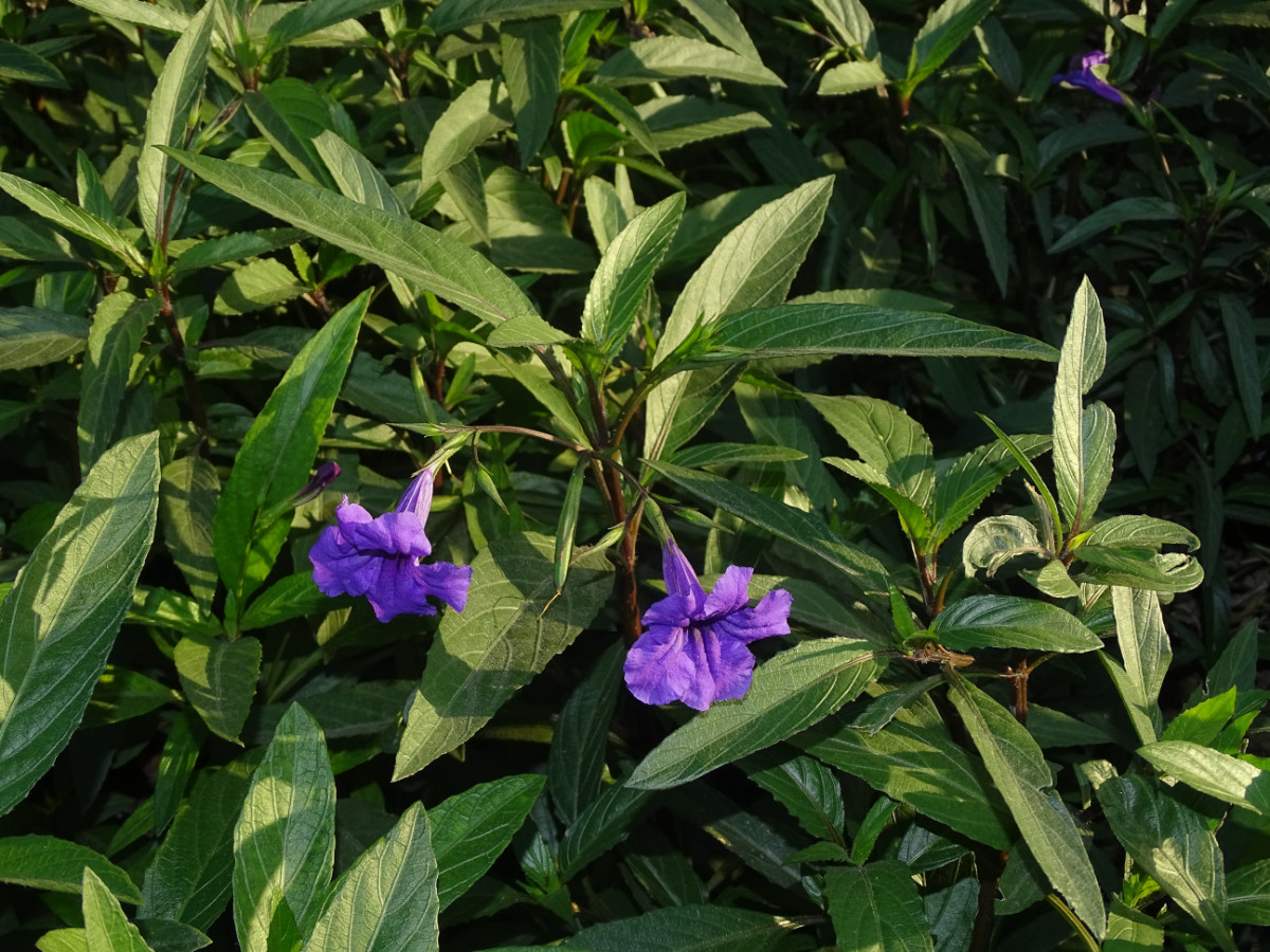 Ruellia simplex.JPG