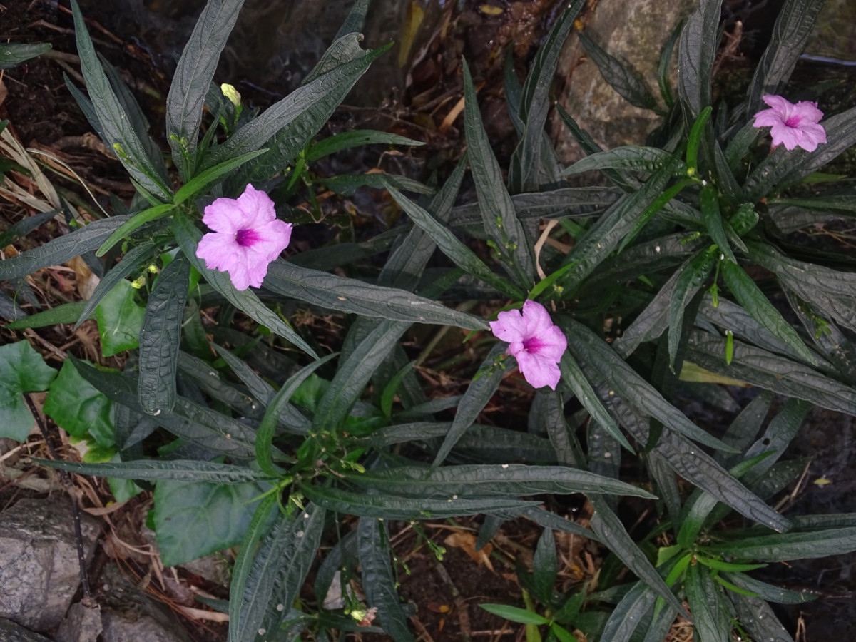 Ruellia simplex.JPG