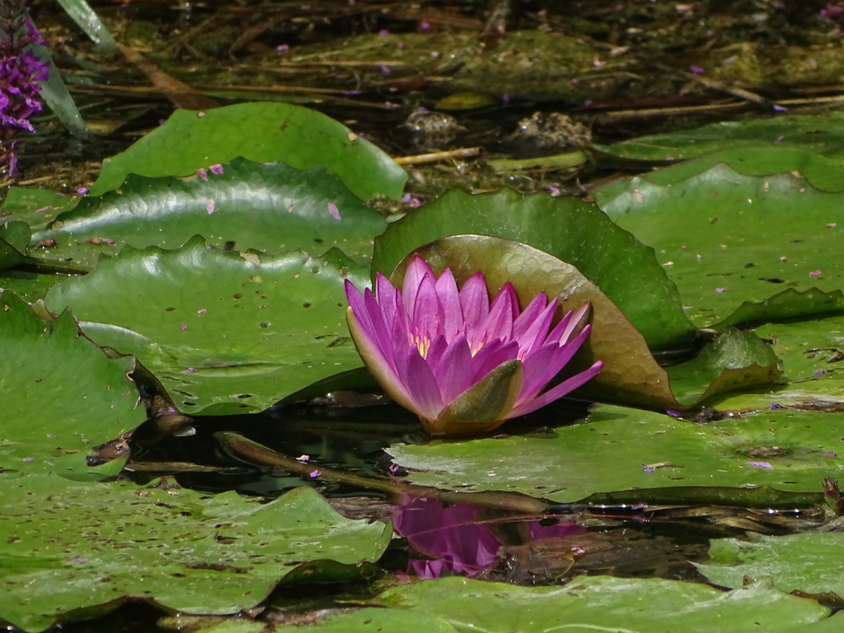 Nymphaea rubra.JPG