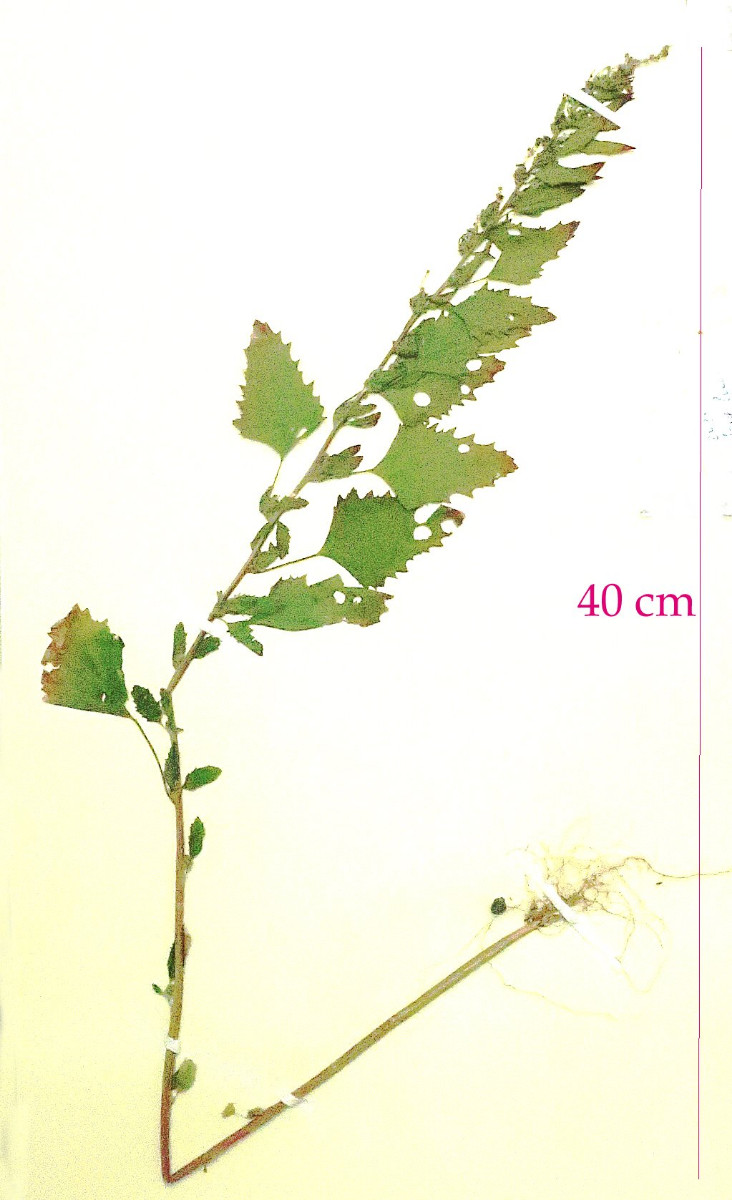 SPRINGER-Chenopodium-MJB-Img_9323.jpg