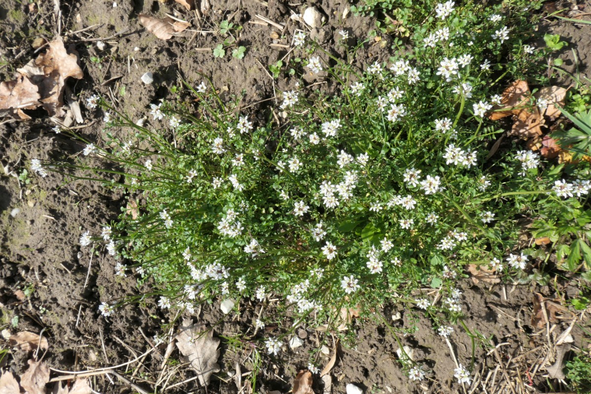 Cardamine?