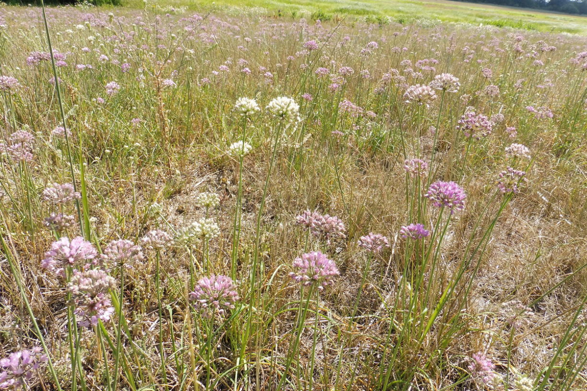 Allium angulosum Kantiger Lauch.JPG