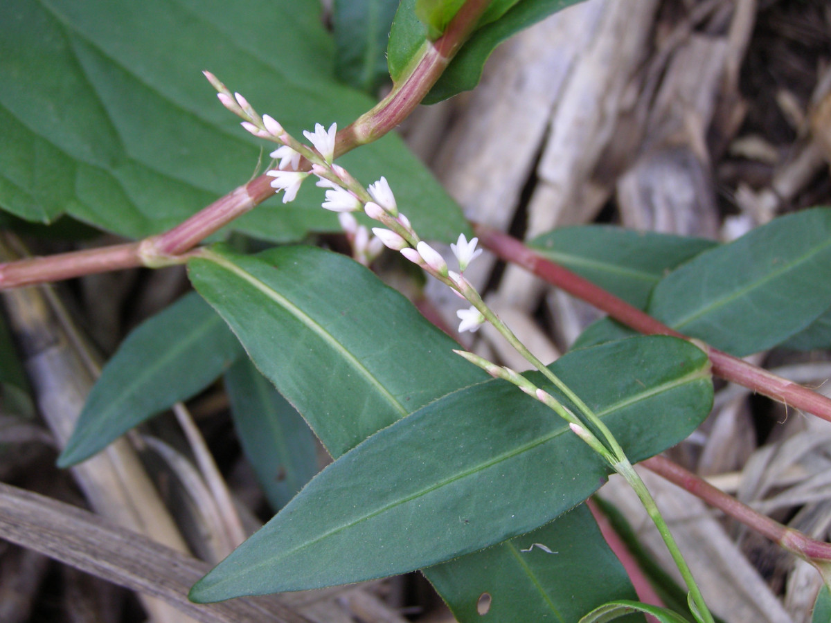 Persicaria.JPG