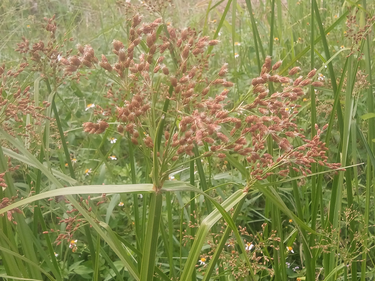 Fimbristylis_Krabi.jpg