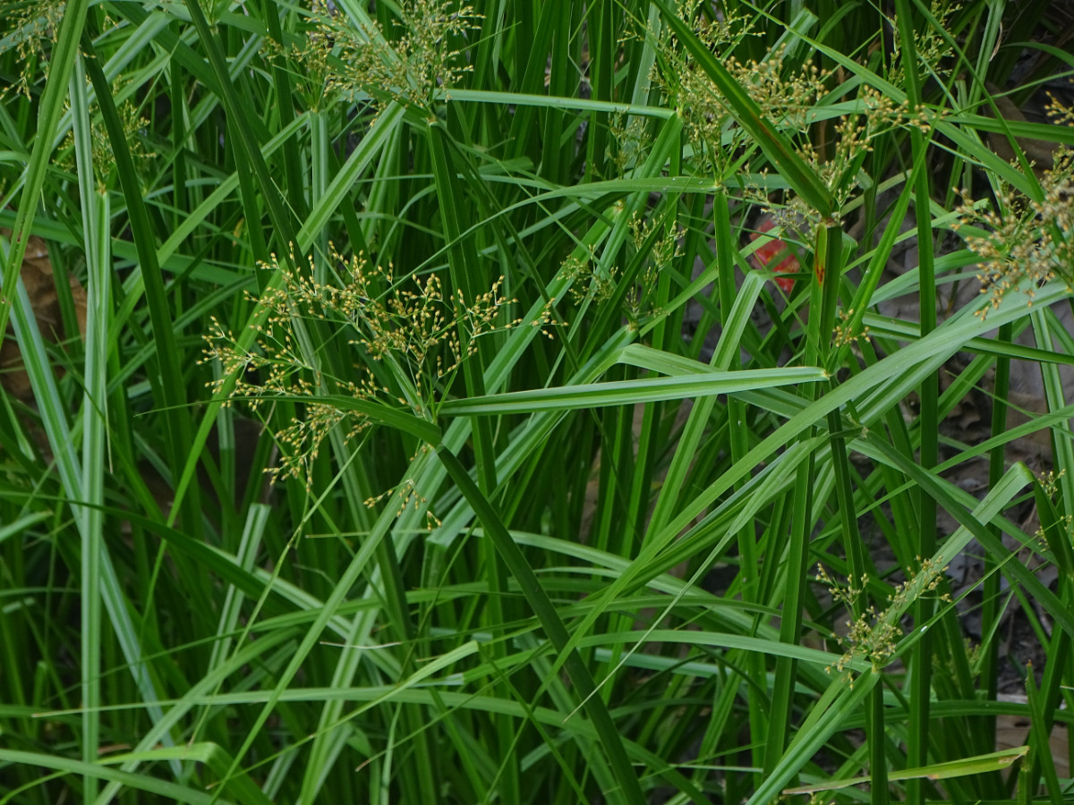 Fimbristylis Nakhon.JPG