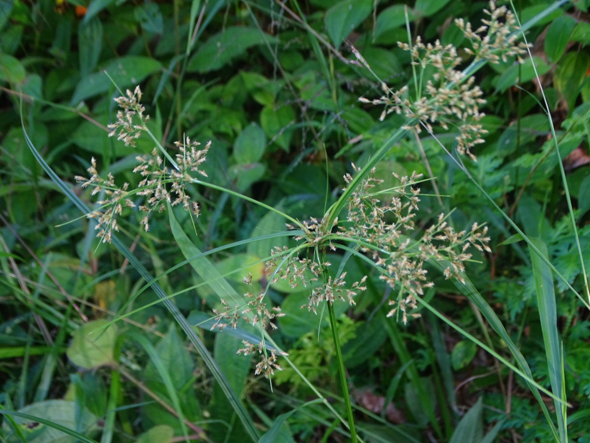 Fimbristylis littoralis_phuket.JPG