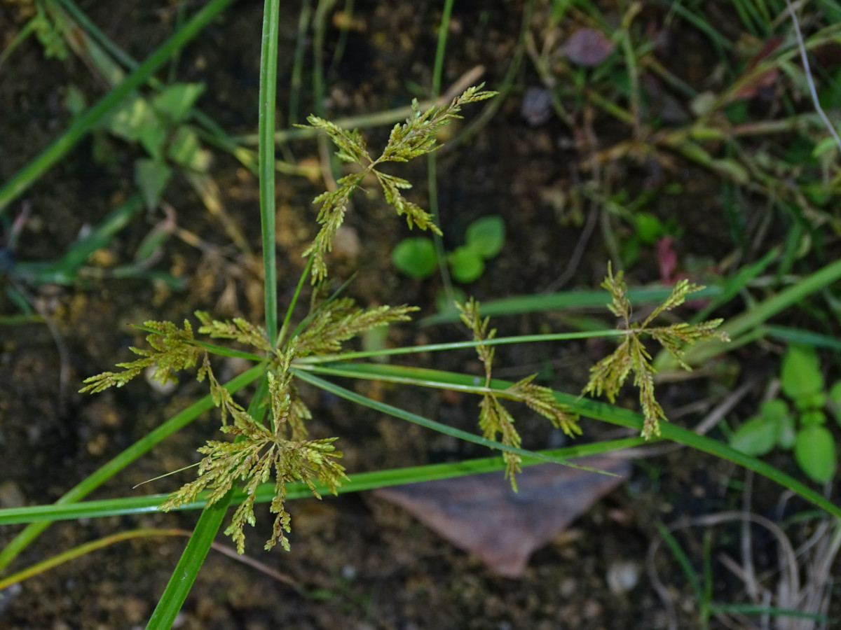 Cyperus sp.JPG