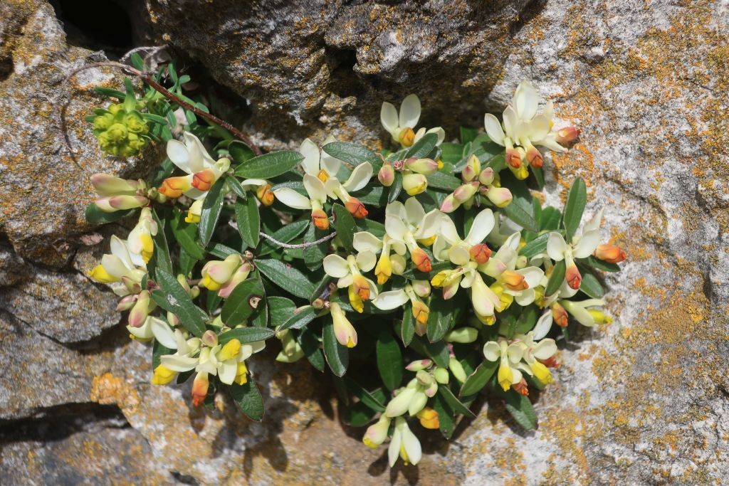 Von den Felsen grüßen etliche Bewohner - wie hier das Buchsblättrige Kreuzblümchen ...